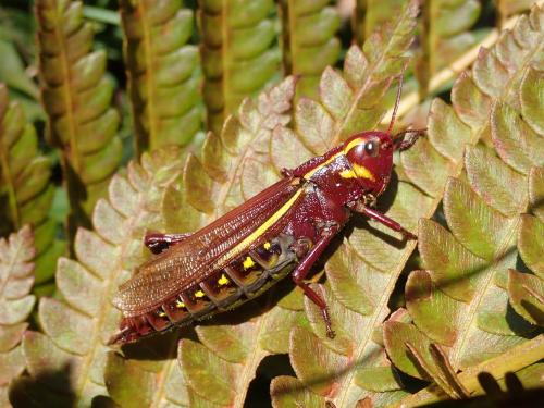 Stethophyma lineatum